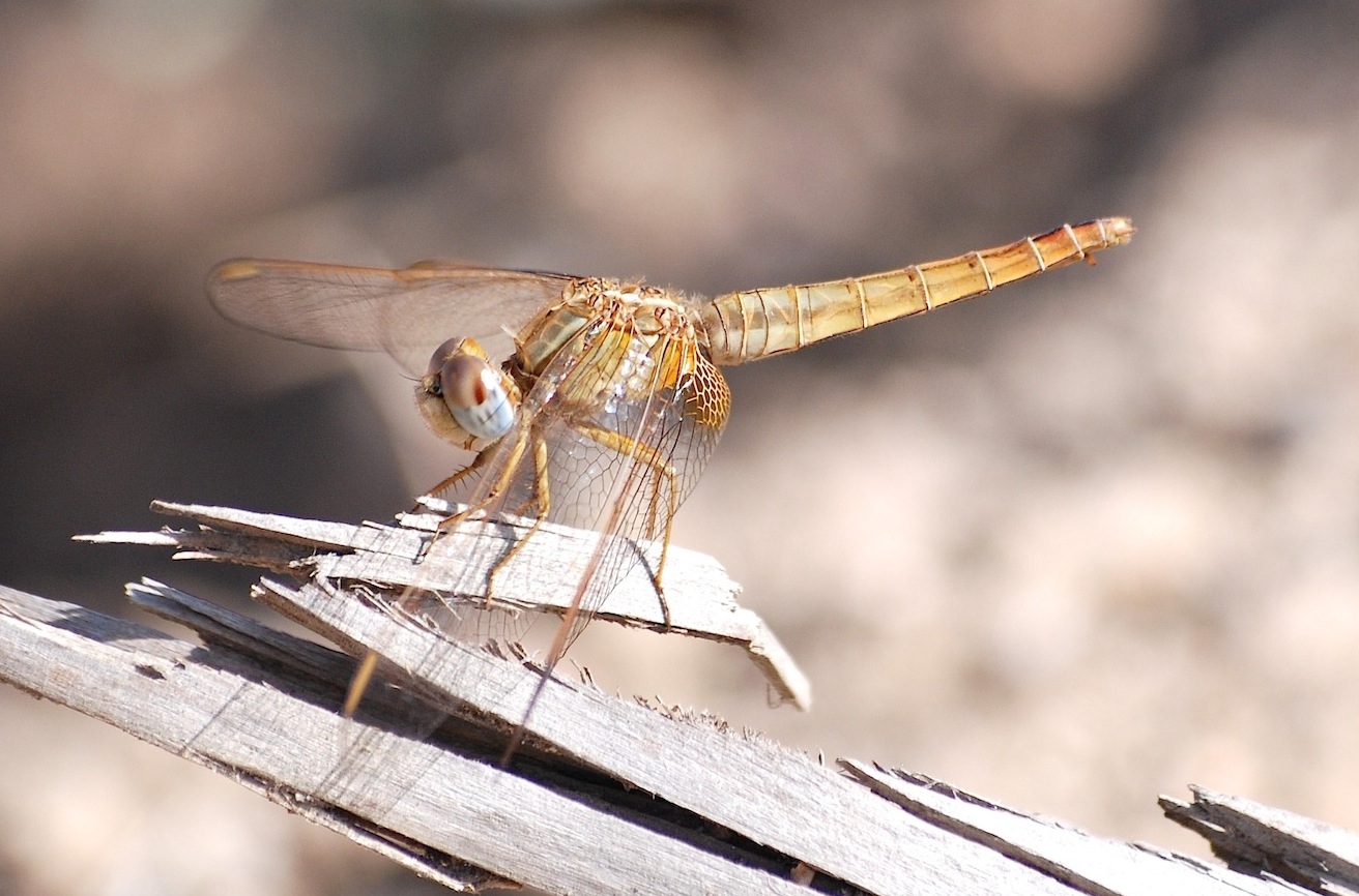 Parliamo di: Scheda Crocothemis erythraea